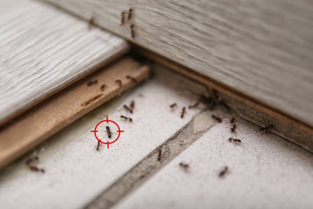 Best Exterminator Services  in Lambertville, MI